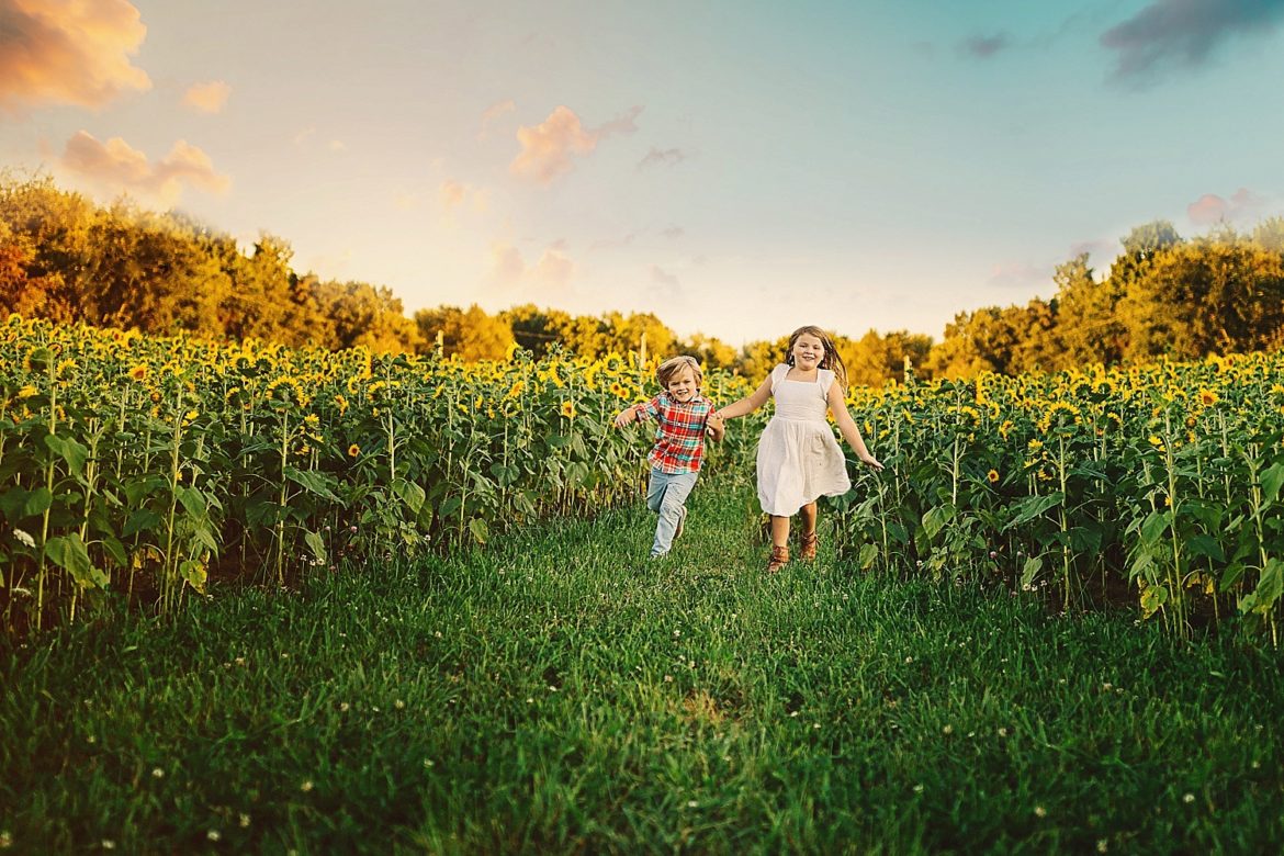 sunflower photos in south haven mi